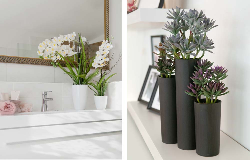 Orchidee, Sukkulente 